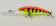 Воблер Rapala Deep Tail Dancer 09 HT ⏩  профессиональные консультации. ✈️ Оперативная доставка в любой регион. ☎️ +375 29 662 27 73