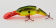 Воблер Rapala Jointed Shad Rap 04 BHO ➤➤➤ купить в интернете, цена. Jointed Rapala BHO, вид ловли-На окуня ⏩ Профессиональные консультации. ✈️ Оперативная доставка в любой регион. ✔️ Низкие цены. ➡️ Вы останетесь довольны! ✌️ Заказать:☎️ +375 29 662 27 73