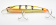 Воблер DUO Realis Fangbait 140 SR ADA3327 (Peacock Bass HD) ⏩  профессиональные консультации. ✈️ Оперативная доставка в любой регион. Заказать: ☎️ +375 29 662 27 73